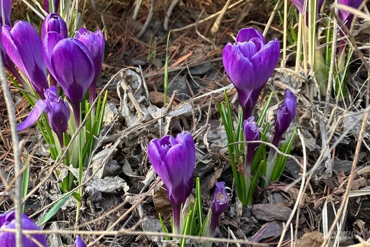    За сорванные весенние цветы саратовцам грозит штраф до 1 млн рублей