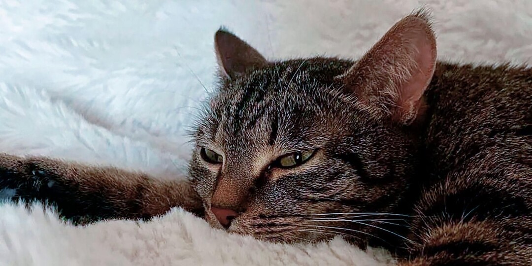 Сотни животных из приютов нашли дом: как москвичи забирают питомцев зимой