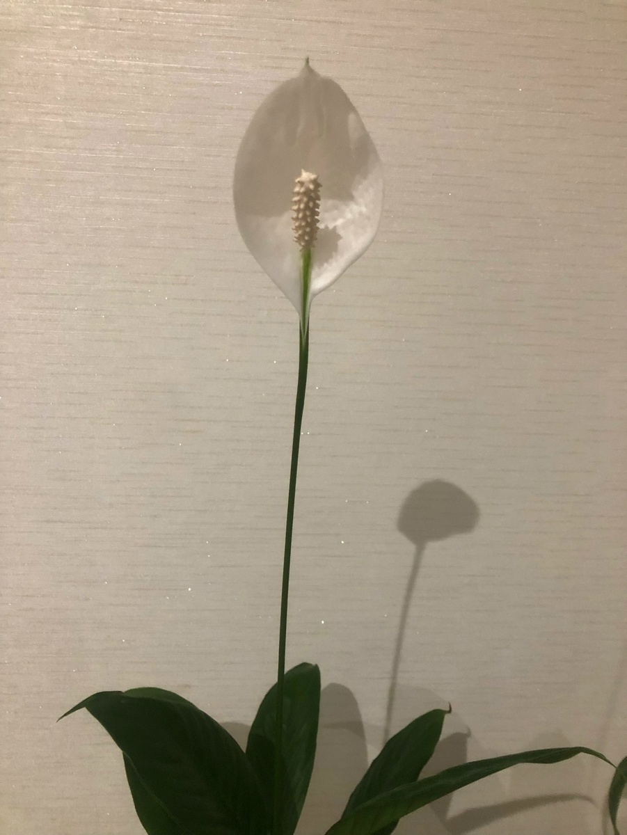     “Ҡатын-ҡыҙ бәхете" гөлө ысынлап бәхет килтерәме?