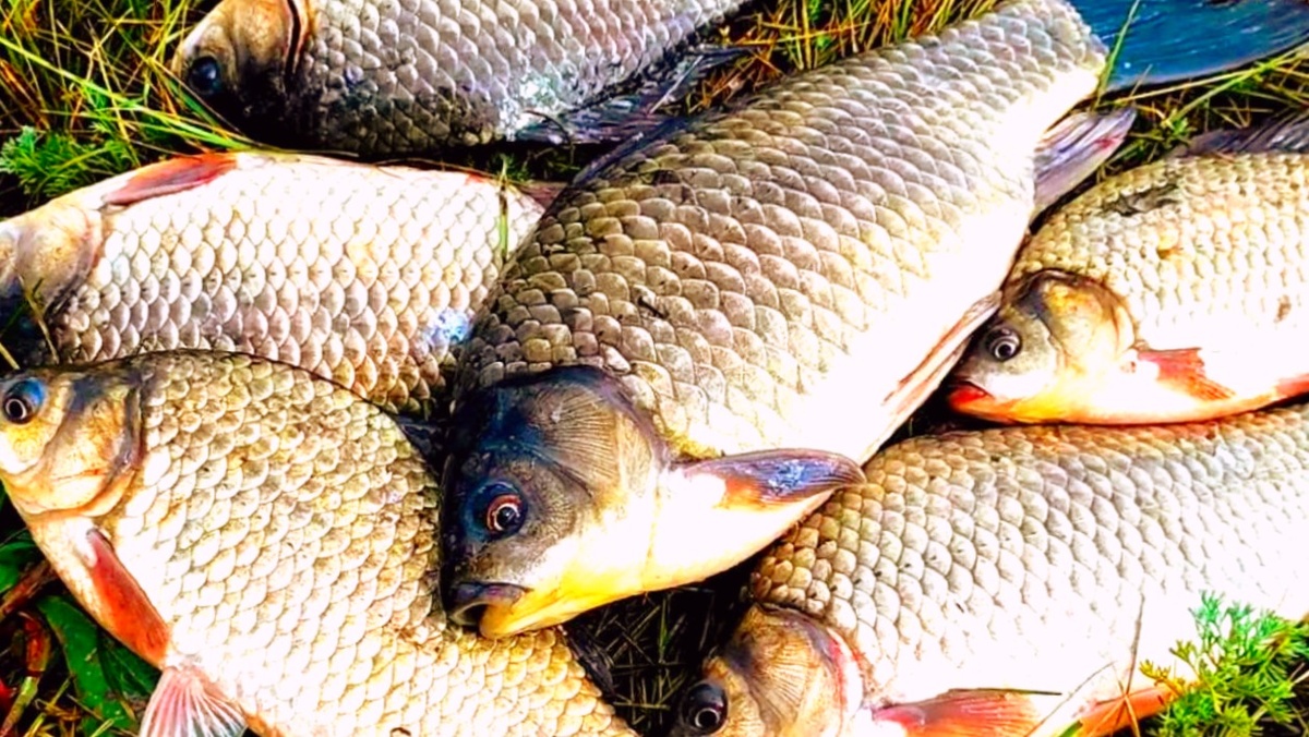 Даже в бесклевье можно уговорить на поклевку увесистых карасей