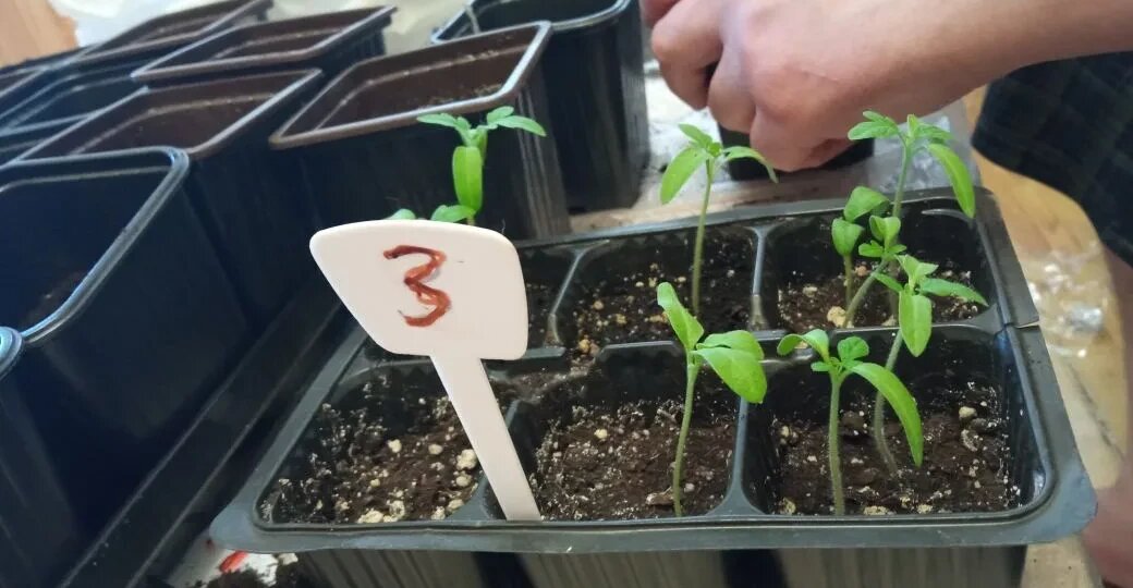 Подрезать корни и удобрить: как правильно пикировать рассаду помидоров