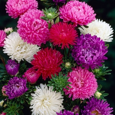 Выращивание астр через рассаду: основные моменты