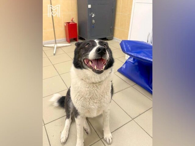    Фото: телеграм-канал "Моя Ветклиника"