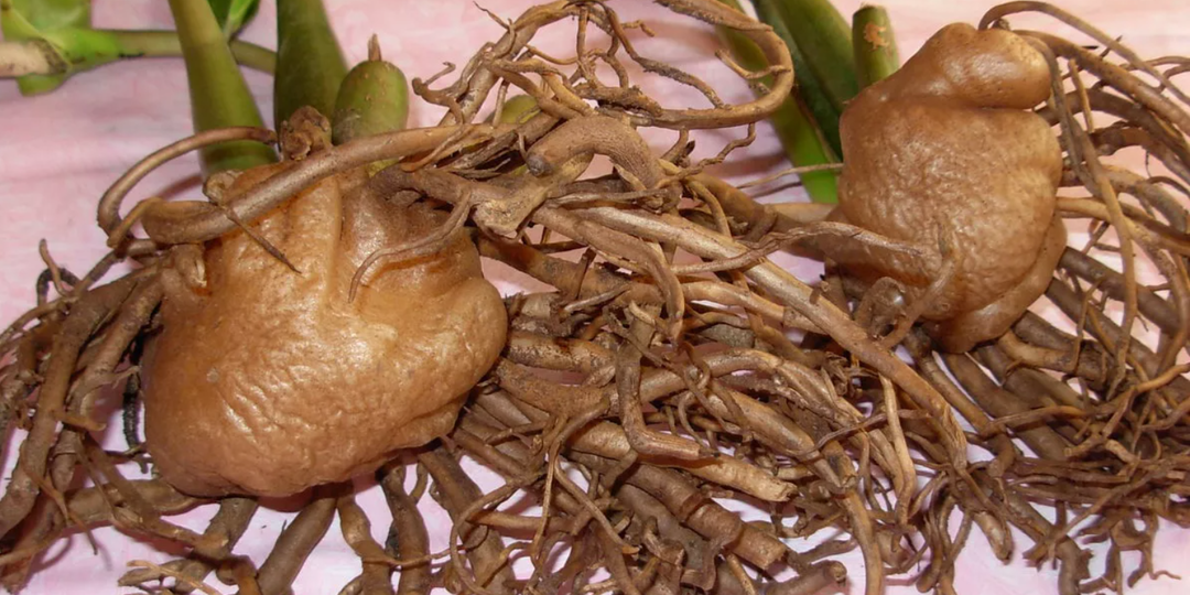 Почему замиокулькас наращивает огромный "картофель" вместо новых листьев?