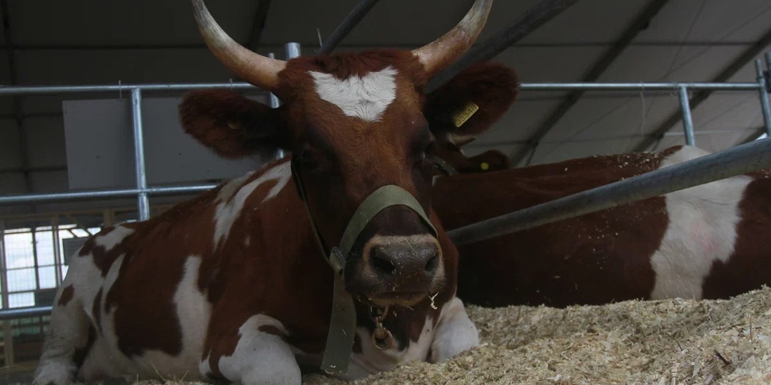 В Новосибирской области у скота не выявляют пастереллез уже 2 недели