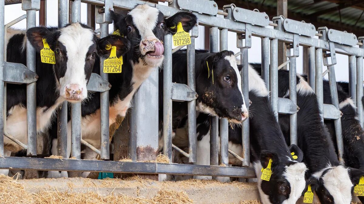   Егор Снетков / Коммерсантъ- Архивное фото