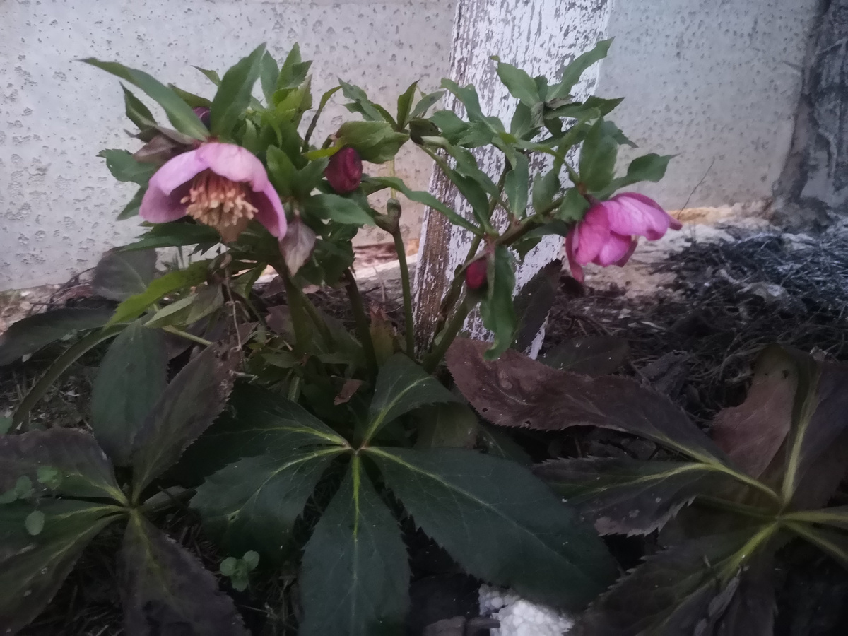 Пусть будет для картинки