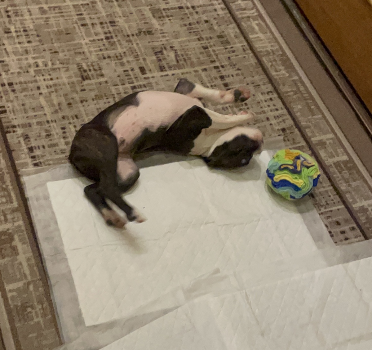 Нюхательный мячик - это типа Ма сует туда лакомства, а я его долго долго мусолю и отдыхаю. ХА