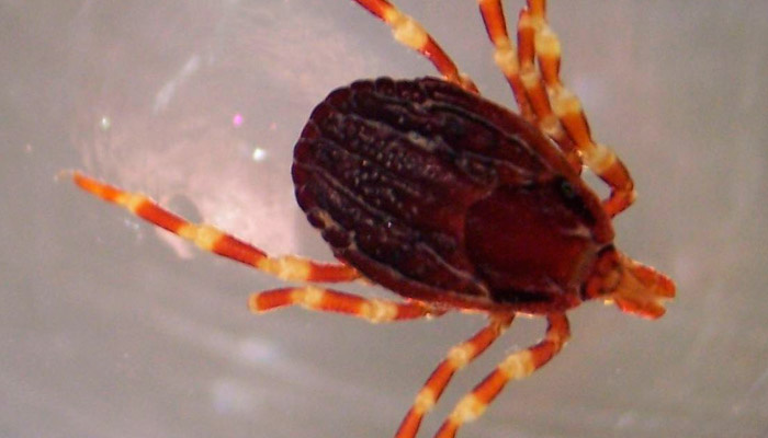 Клещ рода Hyalomma. Фото: wikimedia.org