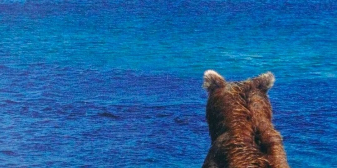 Медведи могут часами неподвижно сидеть и просто смотреть на леса, горы или озёра