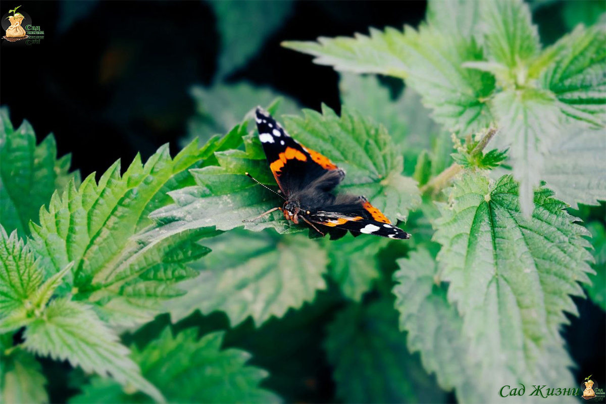 Первая зелень весной — та самая крапива, которую раньше обходили стороной