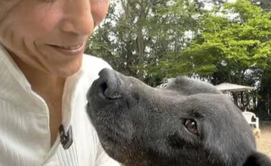 Он продал Ferrari, чтобы открыть приют для собак. ЗАЧЕМ?