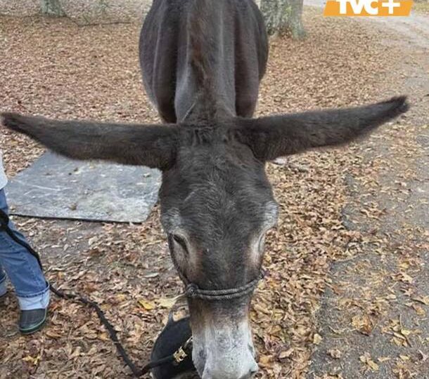 Ослица попала в Книгу рекордов Гиннесса как обладательница самых длинных ушей
