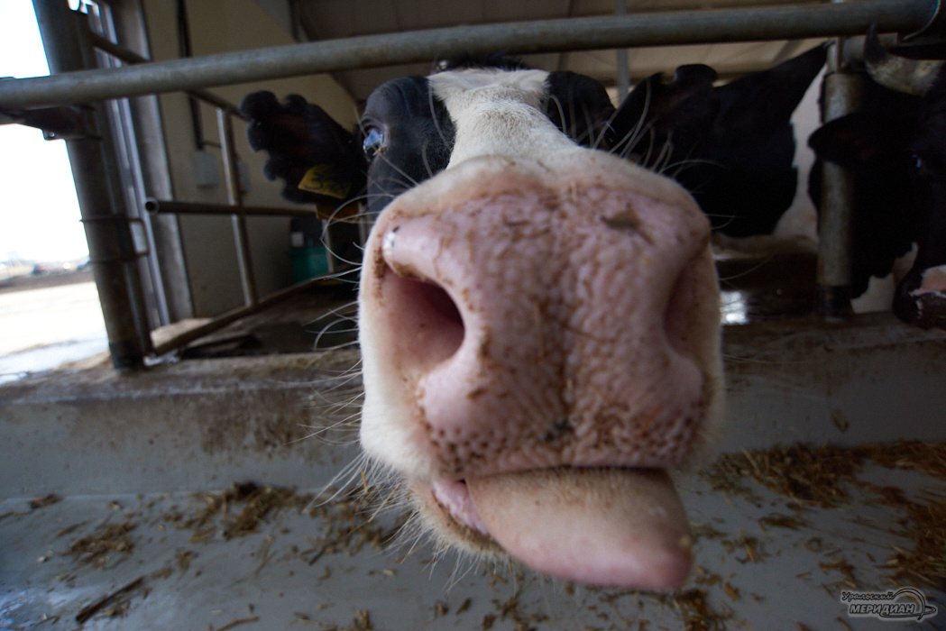    Фото: Лидия Аникина © ИА "Уральский меридиан"