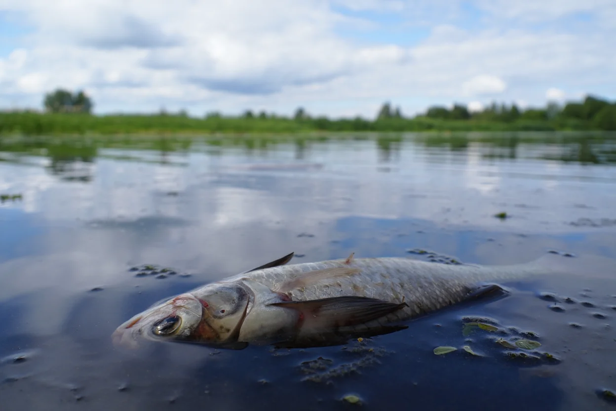    Фото: коллаж RuNews24.ru