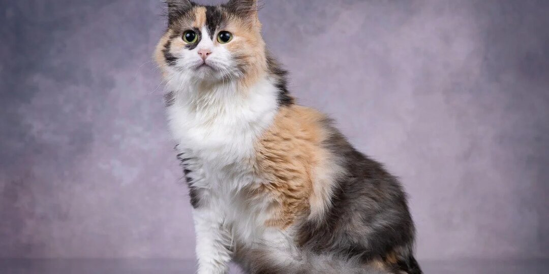 Пушистые красотки Моника и Мотли, семейная идиллия… или всё-таки сегрегация? Кошечки готовы рассмотреть все варианты обретения дома