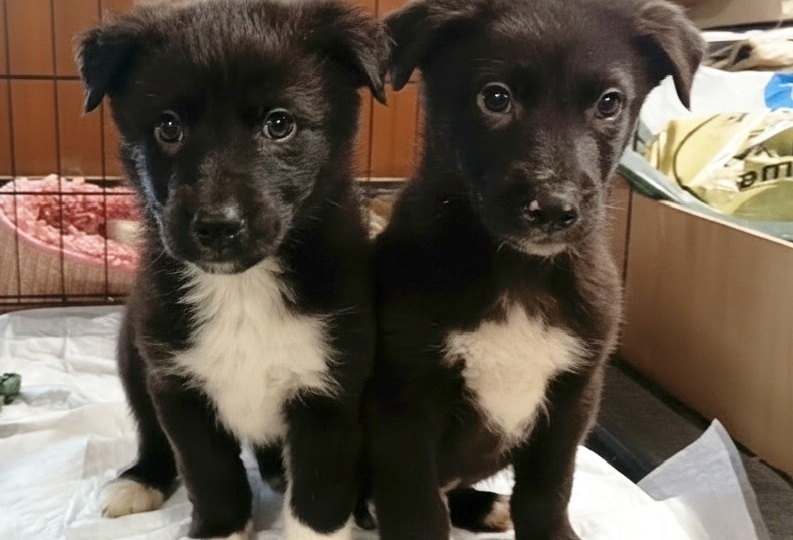 Детство в клетке — это несправедливо. Щенки Портос и Арамис ищут спасение