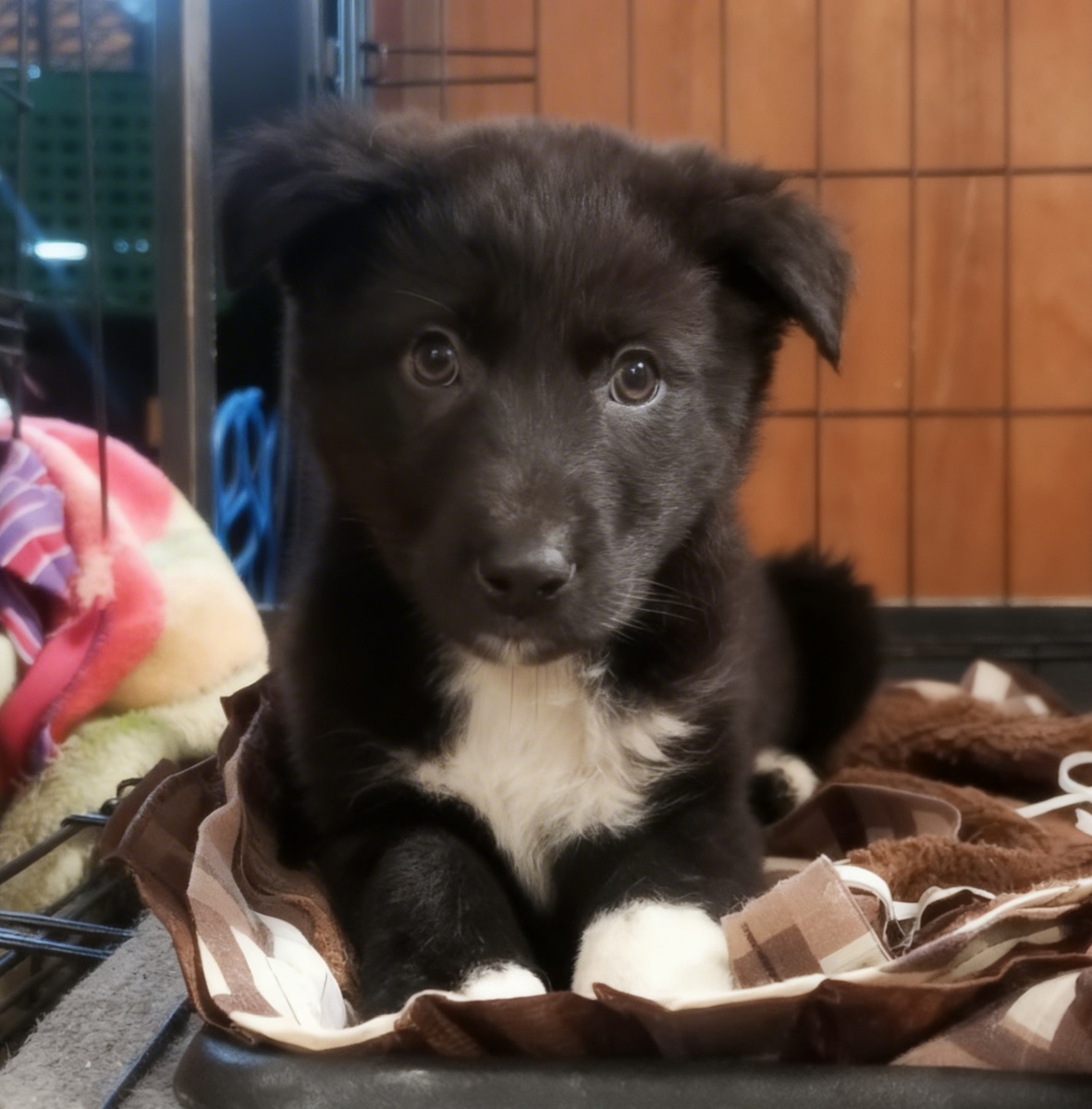 Славный малыш 