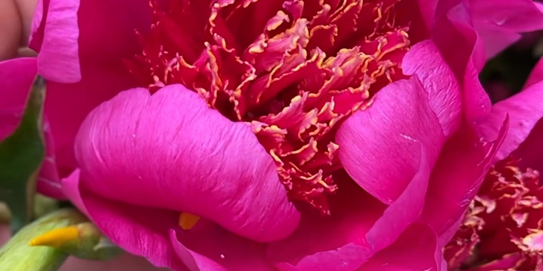 Пион НЕОН / NEON