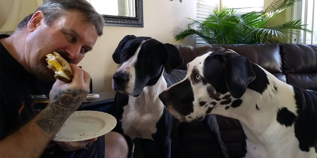 С кошкой хоть вместе за стол садитесь, а собаку кормите в последнюю очередь – что за совет такой, на чем основан