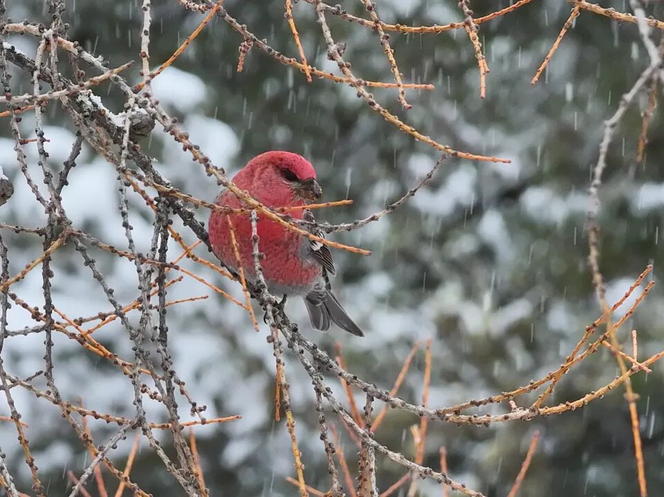    Щуры в Алтайском заповеднике. Источник: Роман и Татьяна Воробьевы / Алтайский заповедник