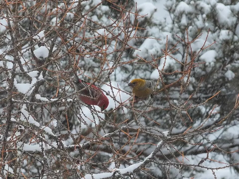    Щуры в Алтайском заповеднике. Источник: Роман и Татьяна Воробьевы / Алтайский заповедник