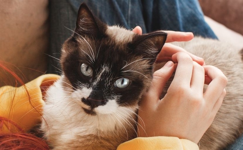 Правда ли, что кошки лечат людей