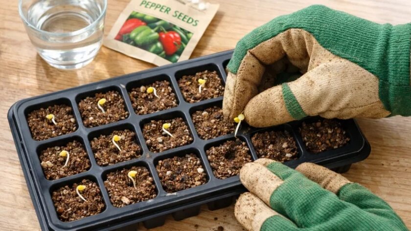    нейросеть ChatGPT