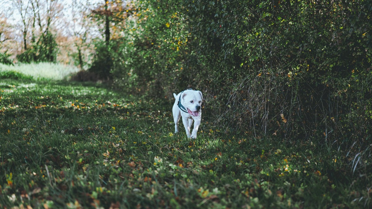    При подборе питания для американского бульдога важно учитывать особенности породы
