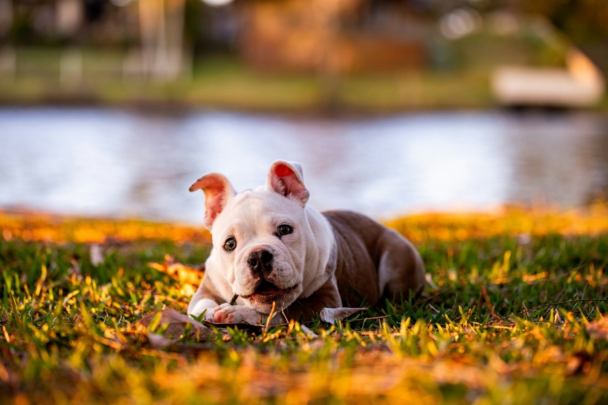    Натуральный рацион важно составлять с ветеринарным диетологом, чтобы соблюсти баланс всех минералов