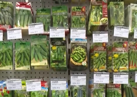     Красноярцам объяснили, как выбрать хорошие семена для богатого урожая