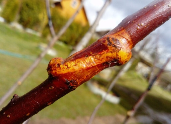 Прививка плодовых деревьев - полный алгоритм