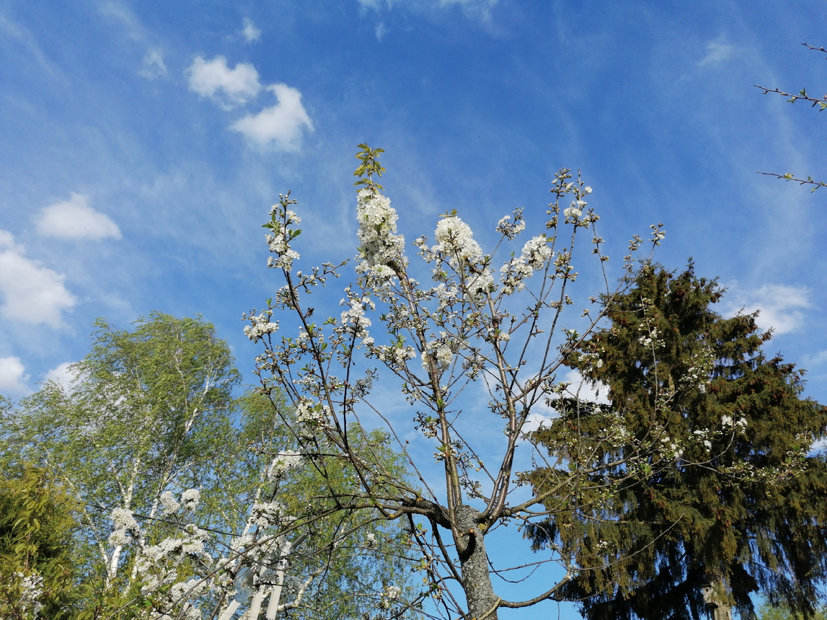Черешневый привой зацветает на две недели раньше вишнёвого подвоя. Наш сад. Фото автора @Маша Генералова