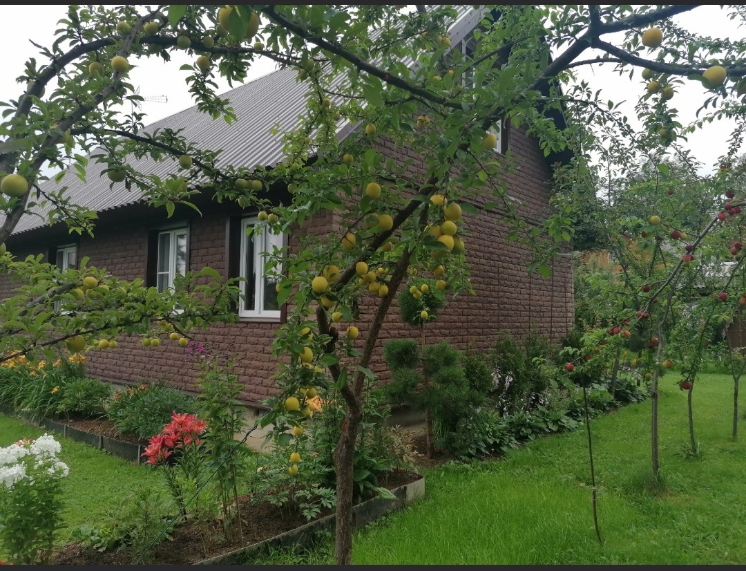 Зреет привитая алыча в нашем саду. Фото автора @Маша Генералова