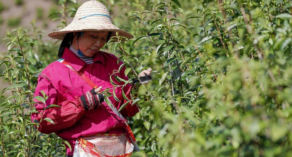    Shi Yalei/XinHua / www.globallookpress.com