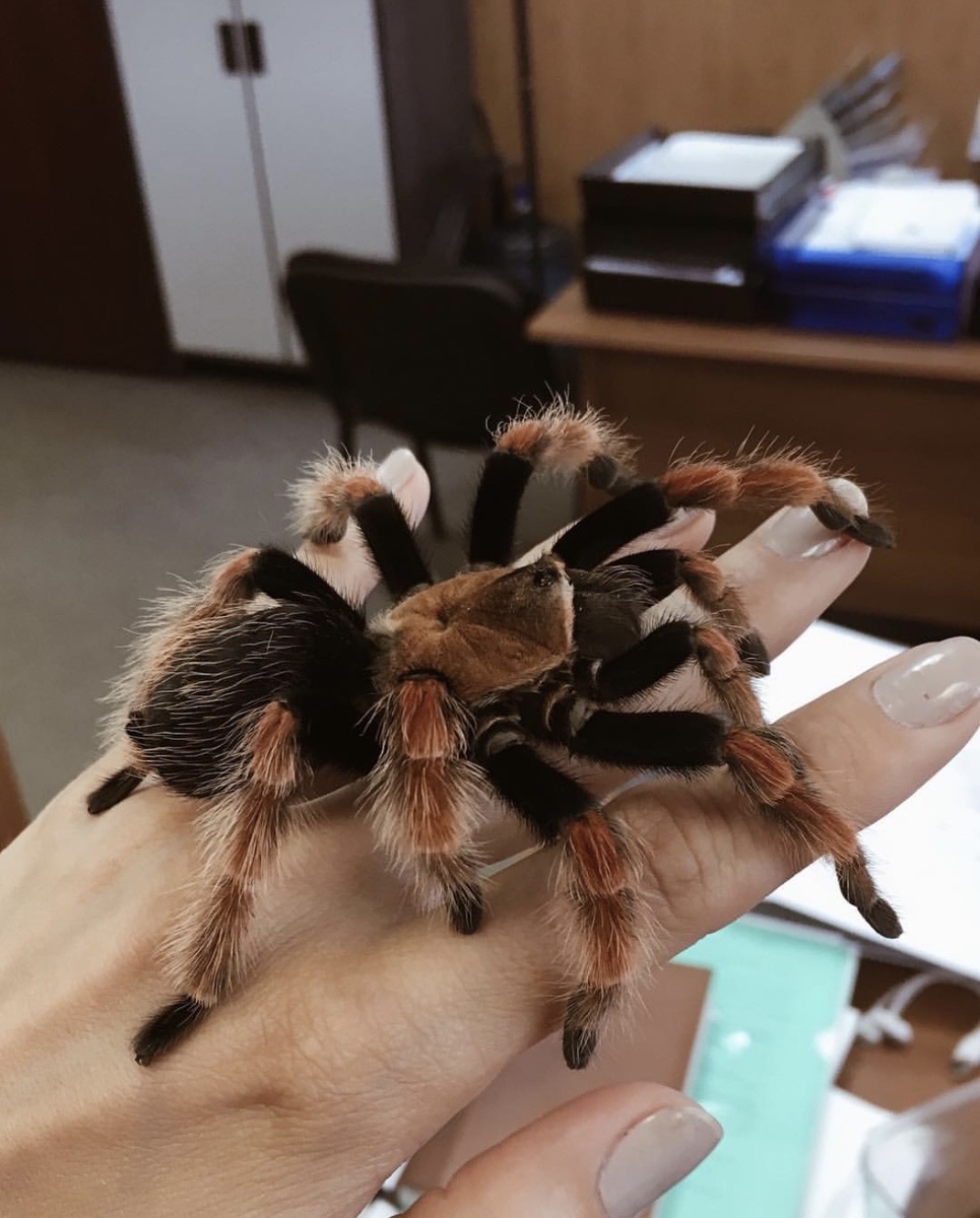 Тот самый паук на моей руке