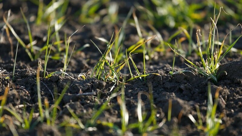    Яровые культуры посеяли в Кировском округе Фото: ИА «Победа26»