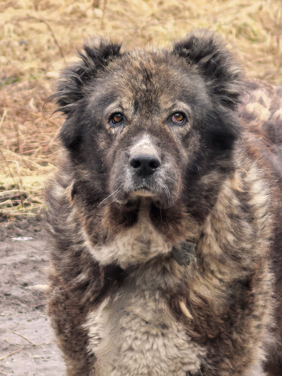 Наша Гердочка, которую мы чудом успели спасти!