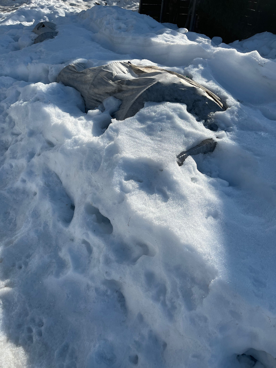 Вот так сейчас выглядят розарии . Видна только макушка. 