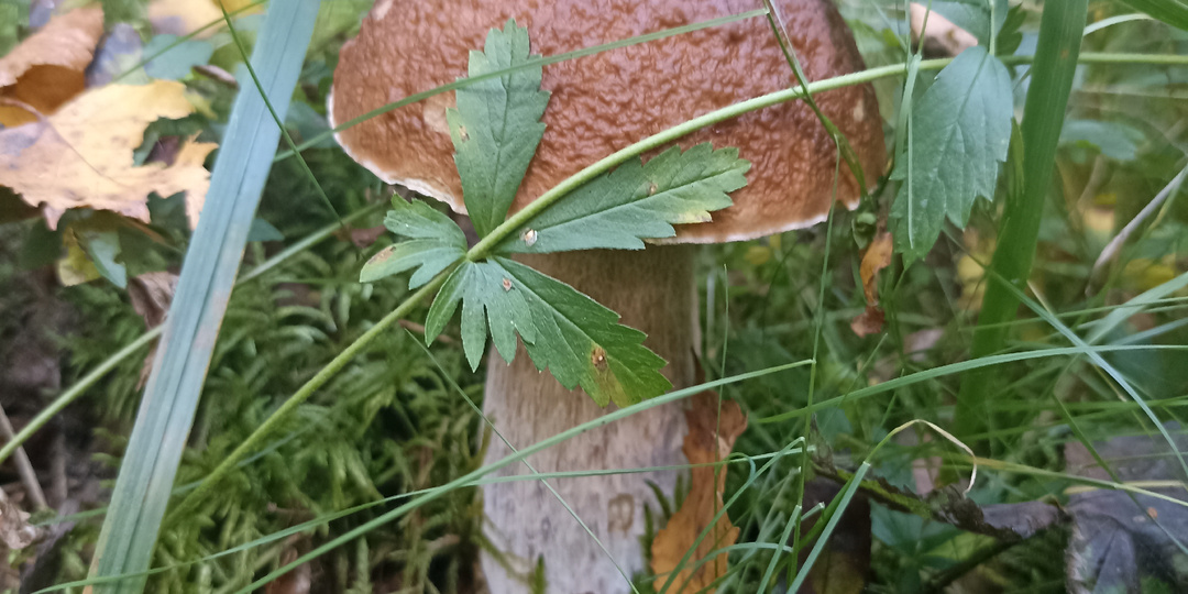 Грибы. Грибная фотоохота.