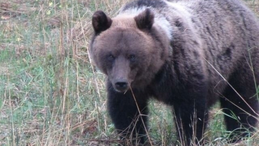    Фото prochepetsk.ru