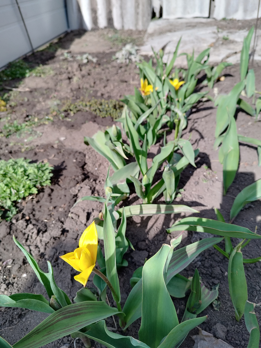 Расцвели первые ранние тюльпаны. Все фото 20 марта 2026