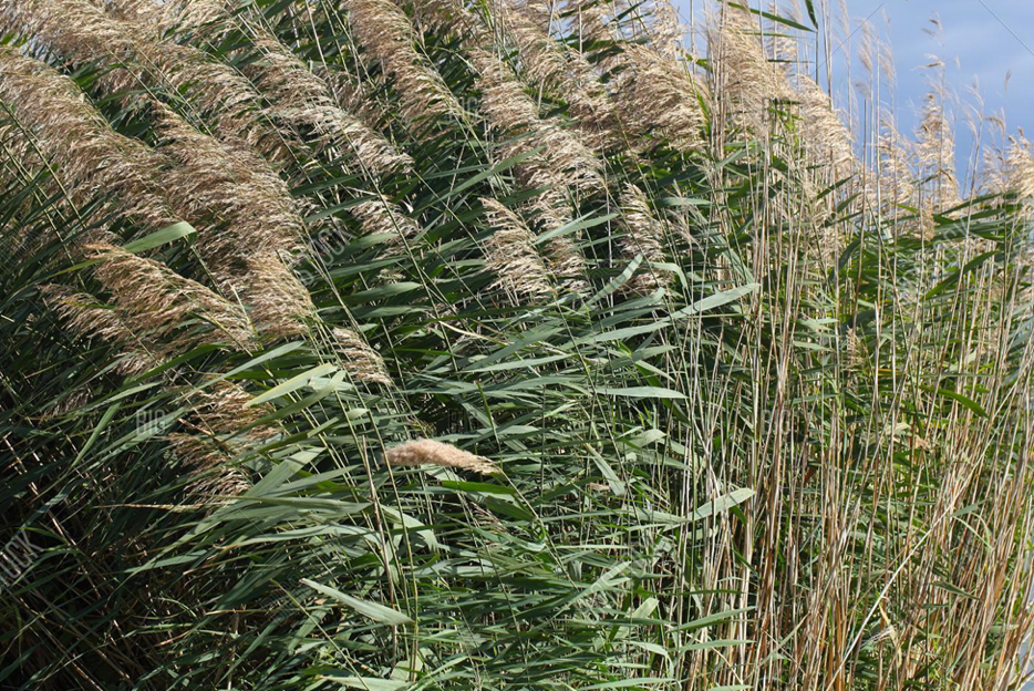 Тростник южный (лат. Phragmites australis) фото из открытых источников