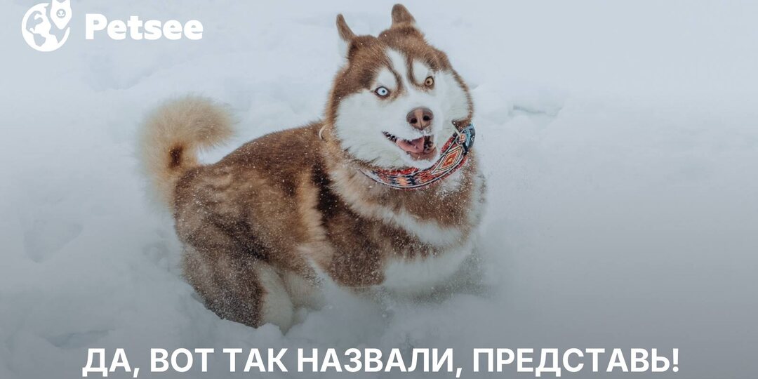 10 самых странных названий пород собак