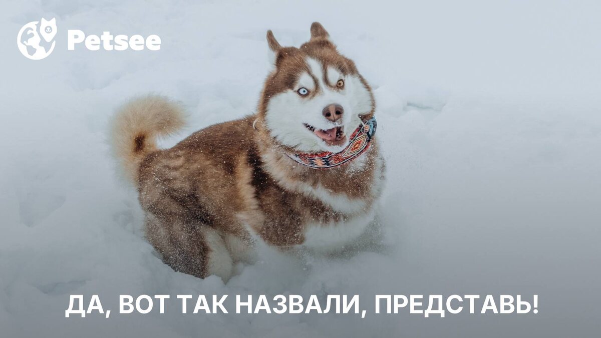 Басенджи не лает, а ксоло выглядит как заклинание: 10 самых странных названий пород собак