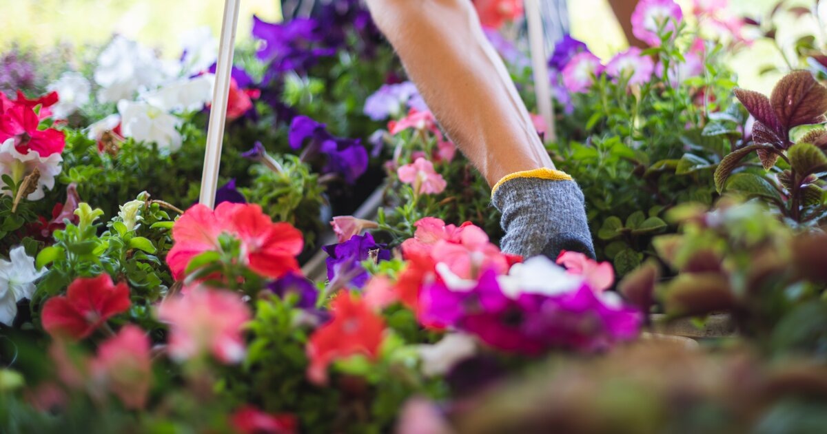 Штраф до 700 000 рублей: какие растения теперь нельзя выращивать на участке с 1 марта 2026 года