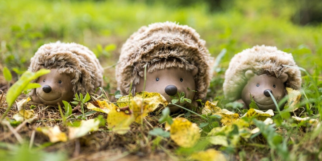 Ежики могут погибнуть от голода из-за резкого потепления