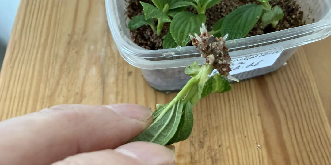 Размножение гортензии почкой с пяточкой