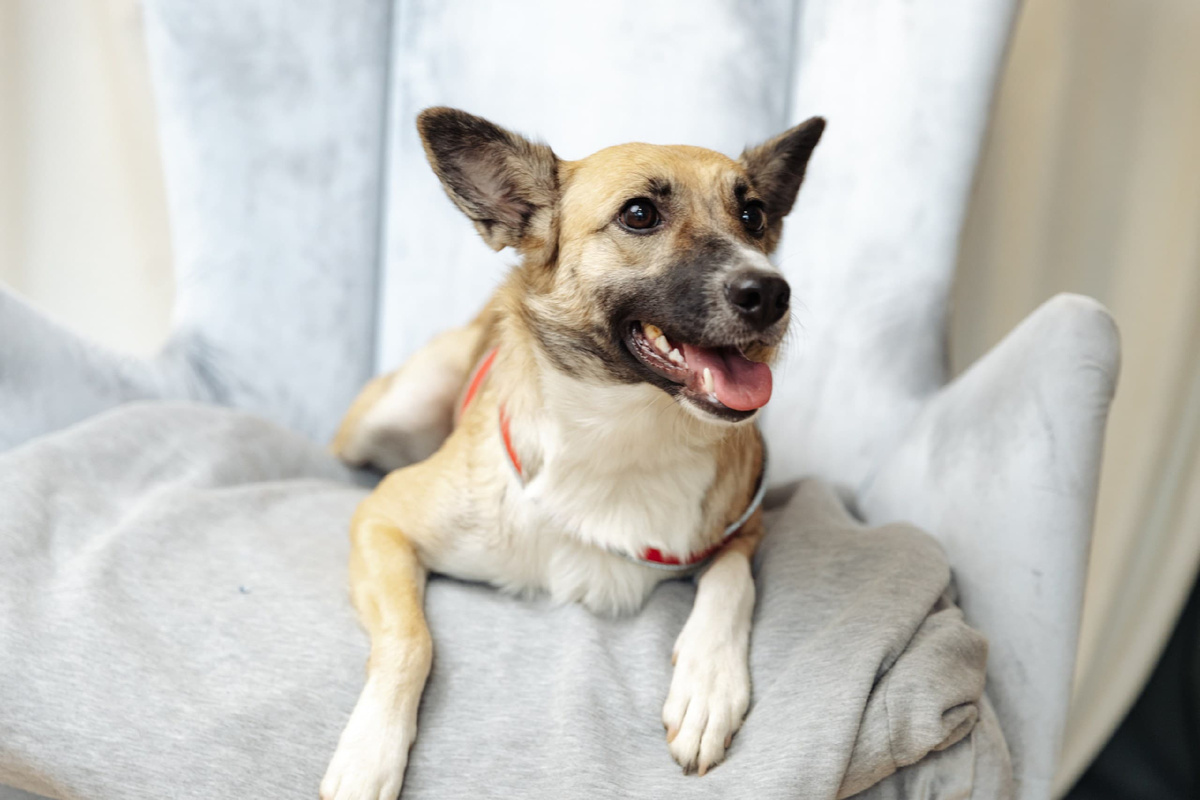 Амелия очень добрая и контактная