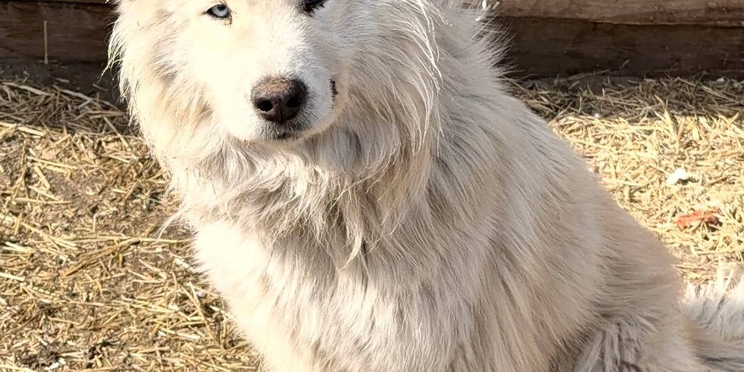 Продолжаем собирать средства на еду собакам и зарплату сотрудникам